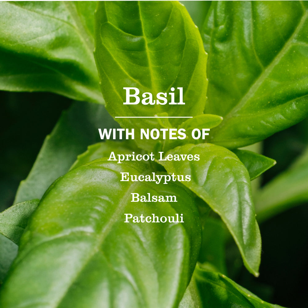 Basil Dish Soap | Mrs. Meyer's